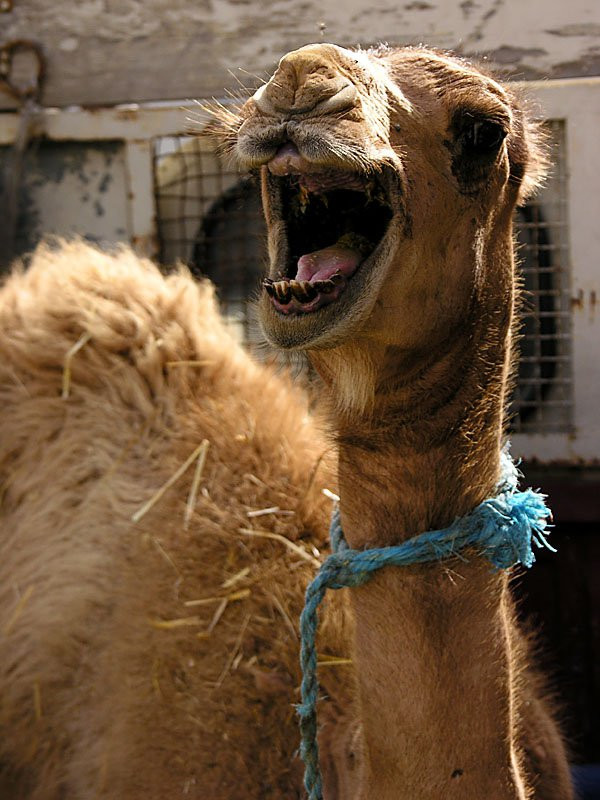 Верблюд в Тунисе. Фото 6 – фотографии Туниса