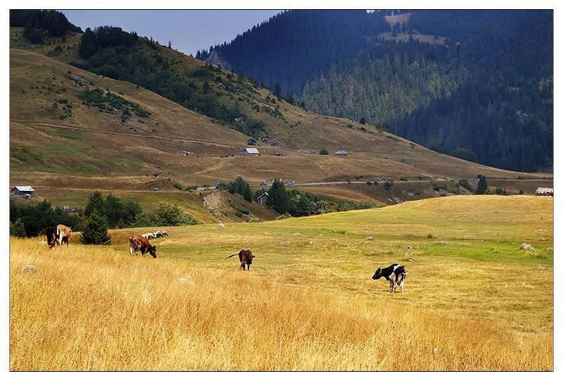 Поле в Национальном парке, Черногория. Фото 7 – фотографии Черногории