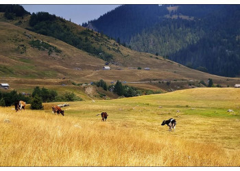 Поле в Национальном парке, Черногория. Фото 7 – фотографии Черногории