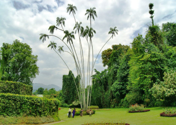 Ботанический сад в Перадении на Шри-Ланке. Фото 3 – фотографии Шри-Ланки