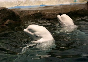 Полярный Океанский Мир (Polar Ocean World) – фотографии Китая