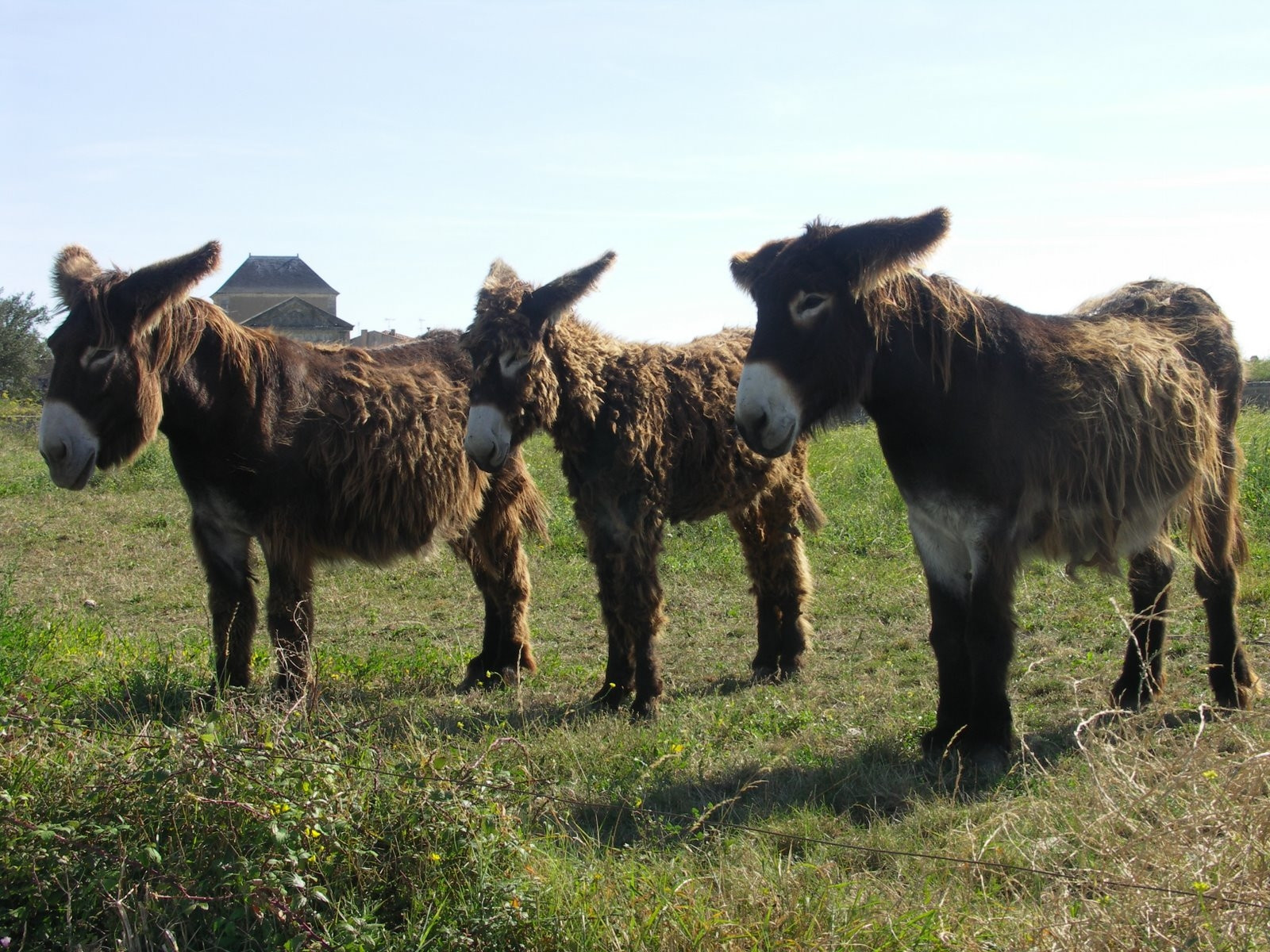 Животные на острове Ре, Франция – фотографии Франции