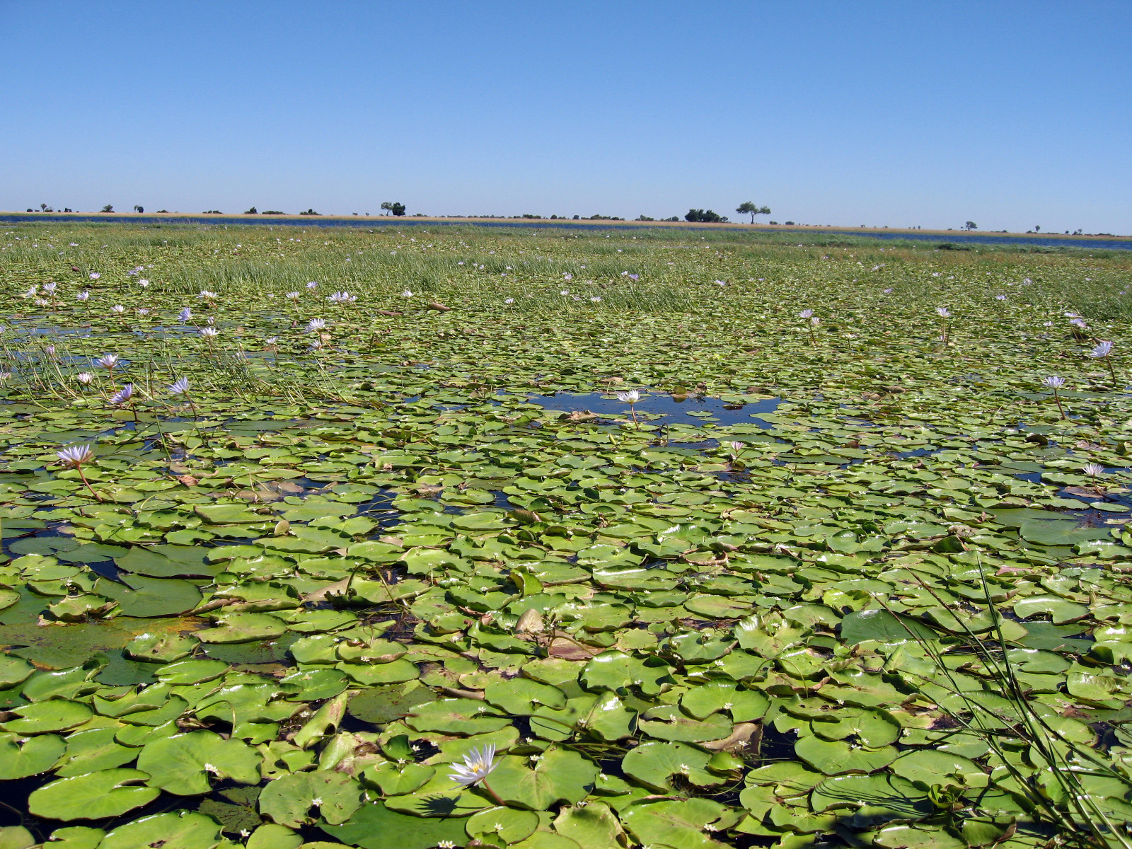 Озеро с бегемотами – фотографии Замбии