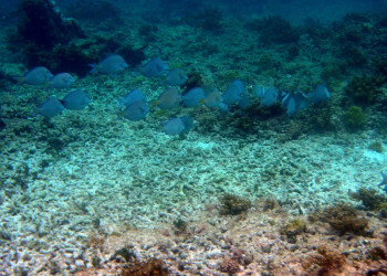 Гваделупа, фото № 3626 – фотографии Гваделупы