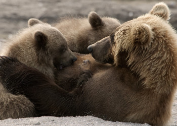 Медведи на полуострове Камчатка, Россия. Фото 3 – фотографии России