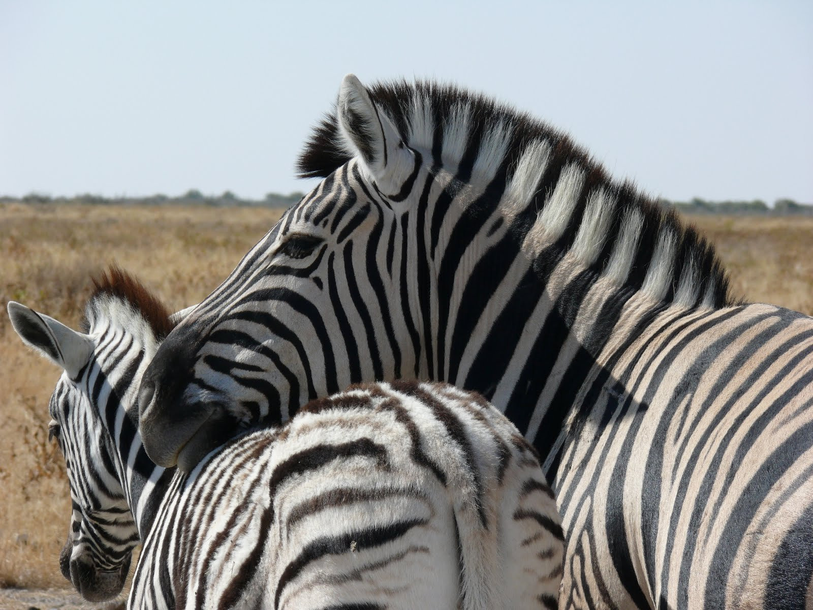 Намибия, фото № 5585 – фотографии Намибии