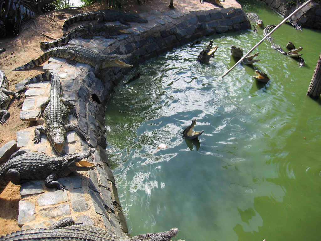Крокодиловая ферма – фотографии Вьетнама