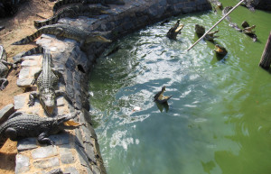 Крокодиловая ферма – фотографии Вьетнама