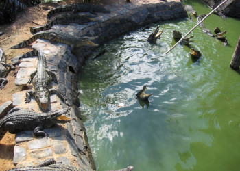 Крокодиловая ферма – фотографии Вьетнама