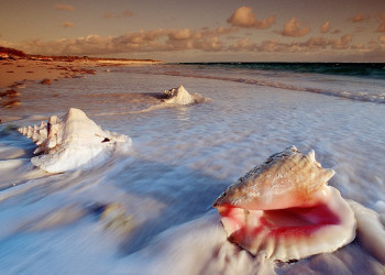Ракушки в Кэт Айленд, Багамские острова. Фото 3 – фотографии Багамских островов