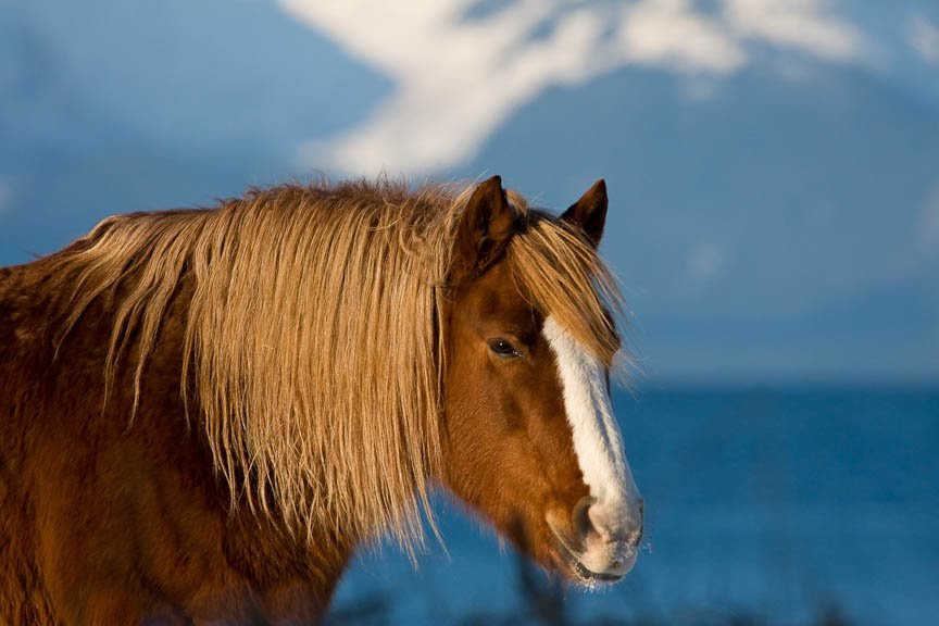 Аляска штат, США, фото № 67716 – фотографии США