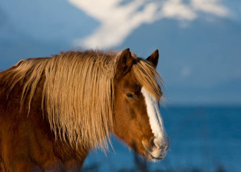 Аляска штат, США, фото № 67716 – фотографии США