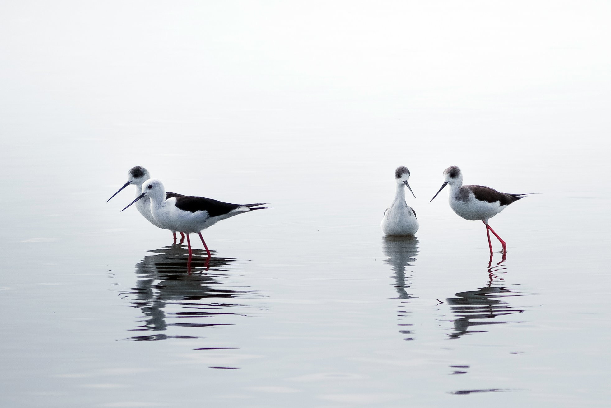 Накуру Озеро Национальный Парк, Кения, фото № 78565 – фотографии Кении
