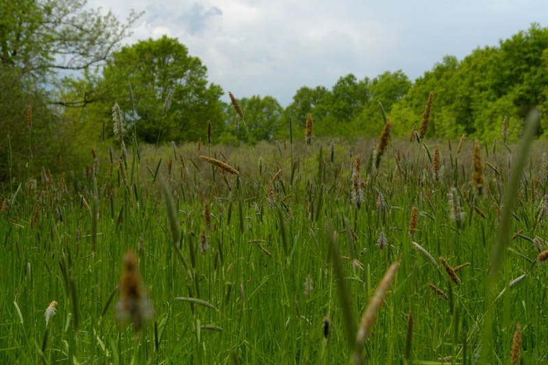 Природа в Лоньско поле, Хорватия – фотографии Хорватии