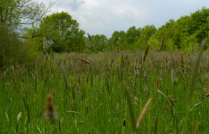 Природа в Лоньско поле, Хорватия – фотографии Хорватии
