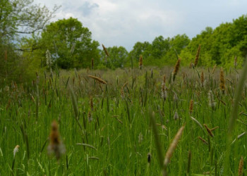 Природа в Лоньско поле, Хорватия – фотографии Хорватии