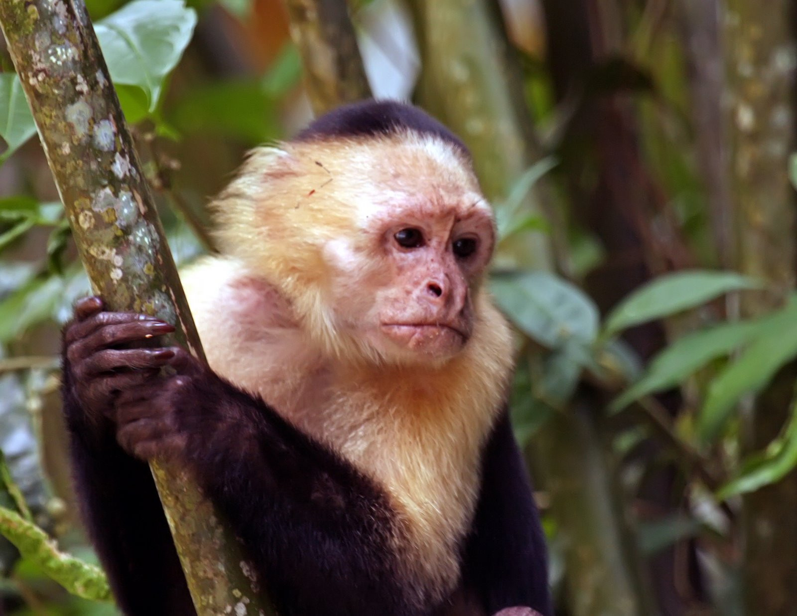 Тортугеро Национальный парк, Лимон провинция, Коста-Рика, фото № 40318 – фотографии Коста-Рики