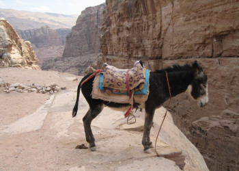 Петра, Иордания, фото № 37299 – фотографии Иордании