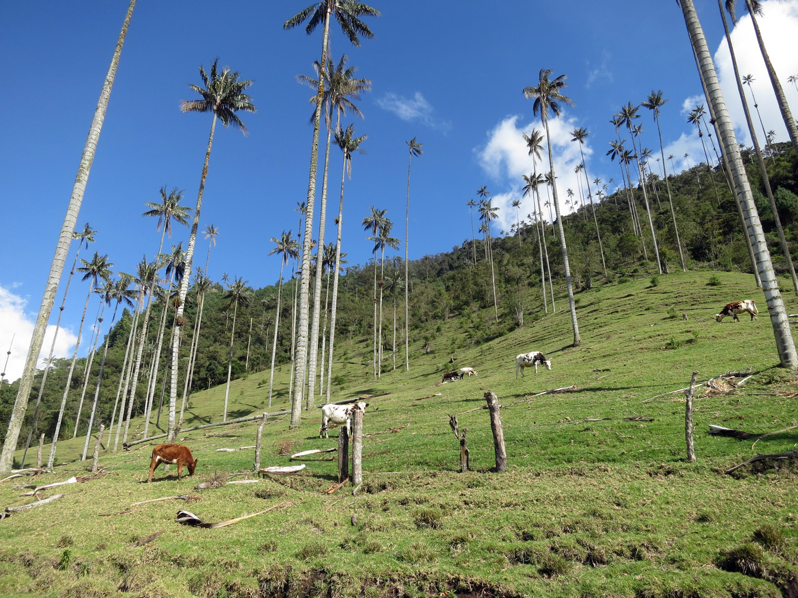 Долина Кокора в Колумбии. Фото 8 – фотографии Колумбии