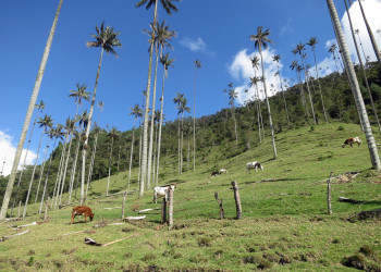 Долина Кокора в Колумбии. Фото 8 – фотографии Колумбии