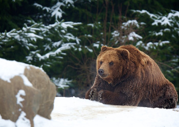 Медведь, Камчатский полуостров. Фото 1 – фотографии России