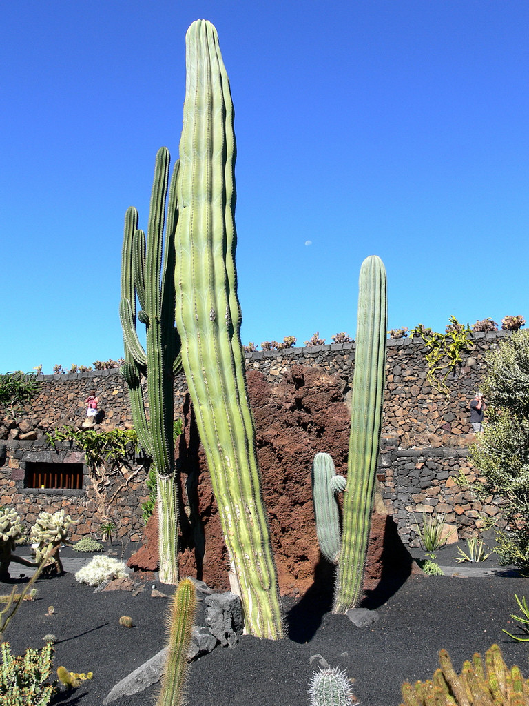 Кактусовый сад (Jardin de Cactus) – фотографии Канарских островов