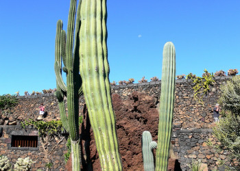 Кактусовый сад (Jardin de Cactus) – фотографии Канарских островов