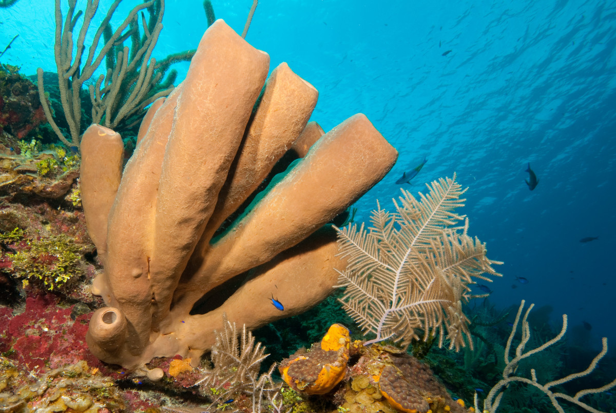 Подводный мир у Литтл-Каймана. Фото 1 – фотографии Каймановых островов