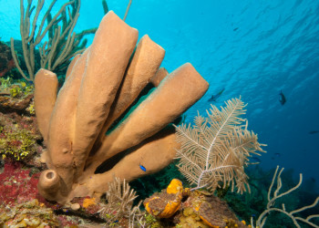 Подводный мир у Литтл-Каймана. Фото 1 – фотографии Каймановых островов