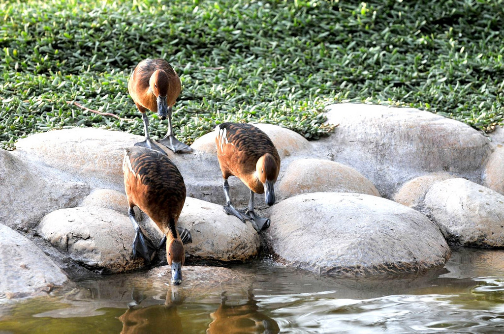 Аль-Арин (Al Areen) – парк дикой природы в Бахрейне – фотографии Бахрейна