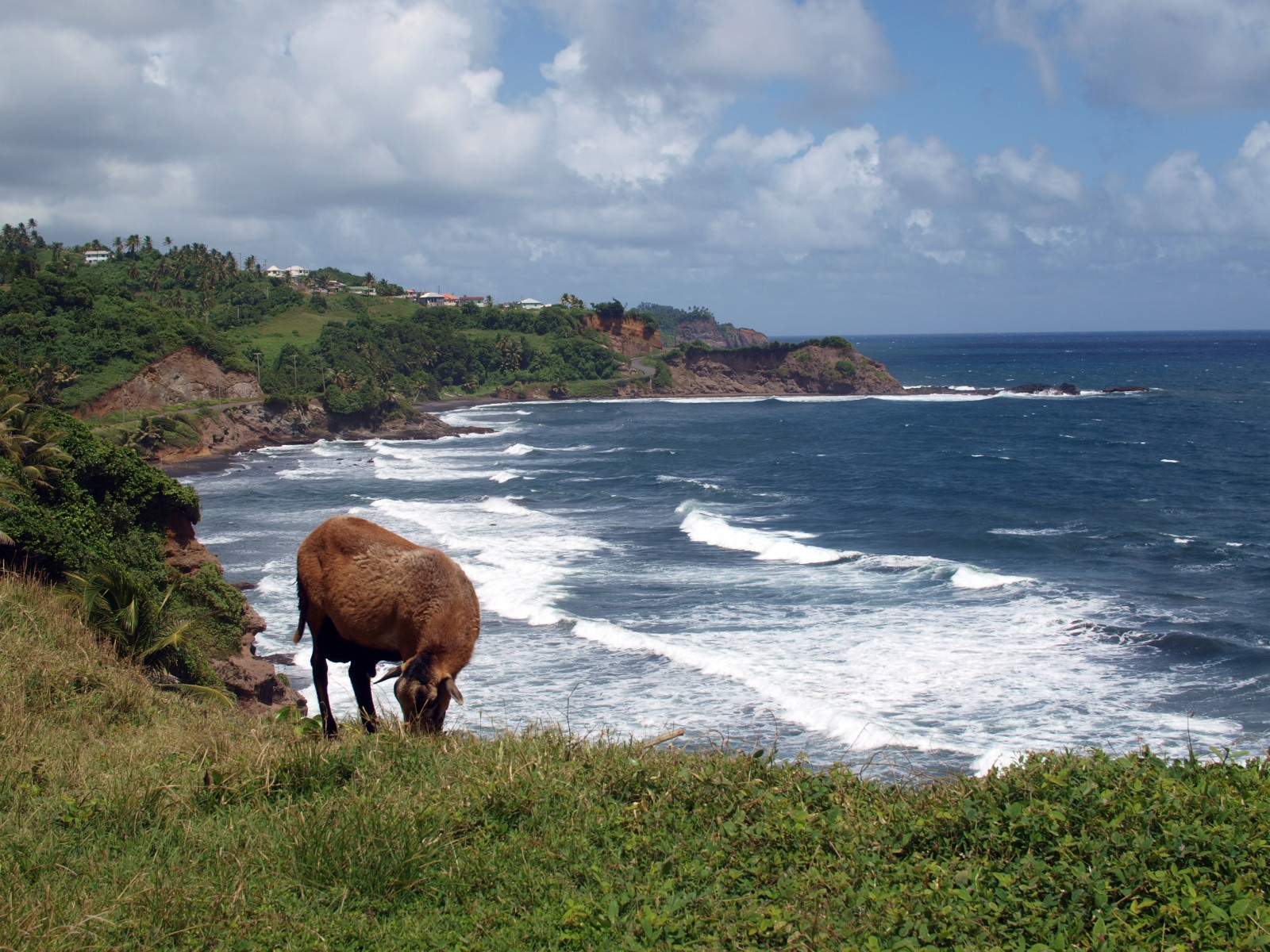 Овечка у побережье Сен-Винсента – фотографии Сент-Винсента и Гренадин