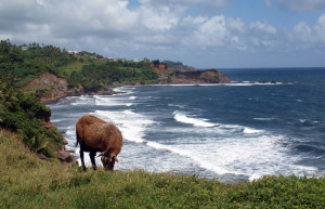 Овечка у побережье Сен-Винсента – фотографии Сент-Винсента и Гренадин