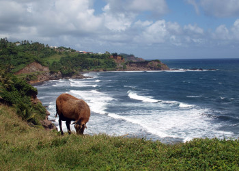 Овечка у побережье Сен-Винсента – фотографии Сент-Винсента и Гренадин