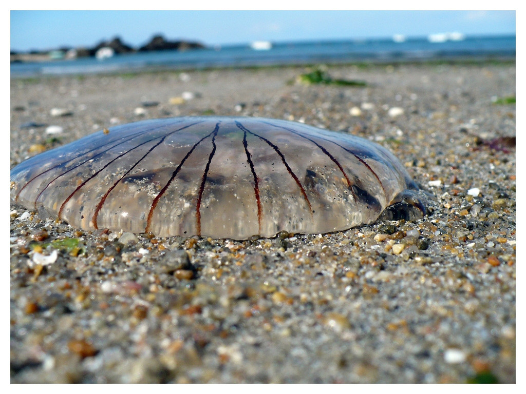 Медуза в Иль-Дье, Франция – фотографии Франции