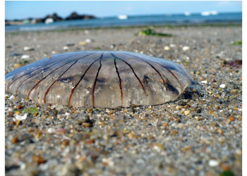 Медуза в Иль-Дье, Франция – фотографии Франции