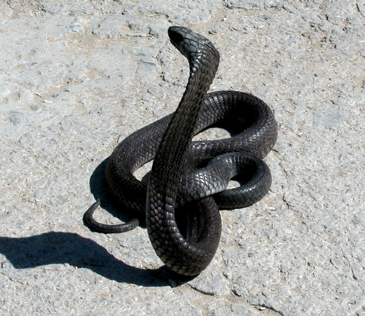 Танжер, Марокко, фото № 7943 – фотографии Марокко