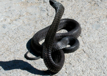 Танжер, Марокко, фото № 7943 – фотографии Марокко