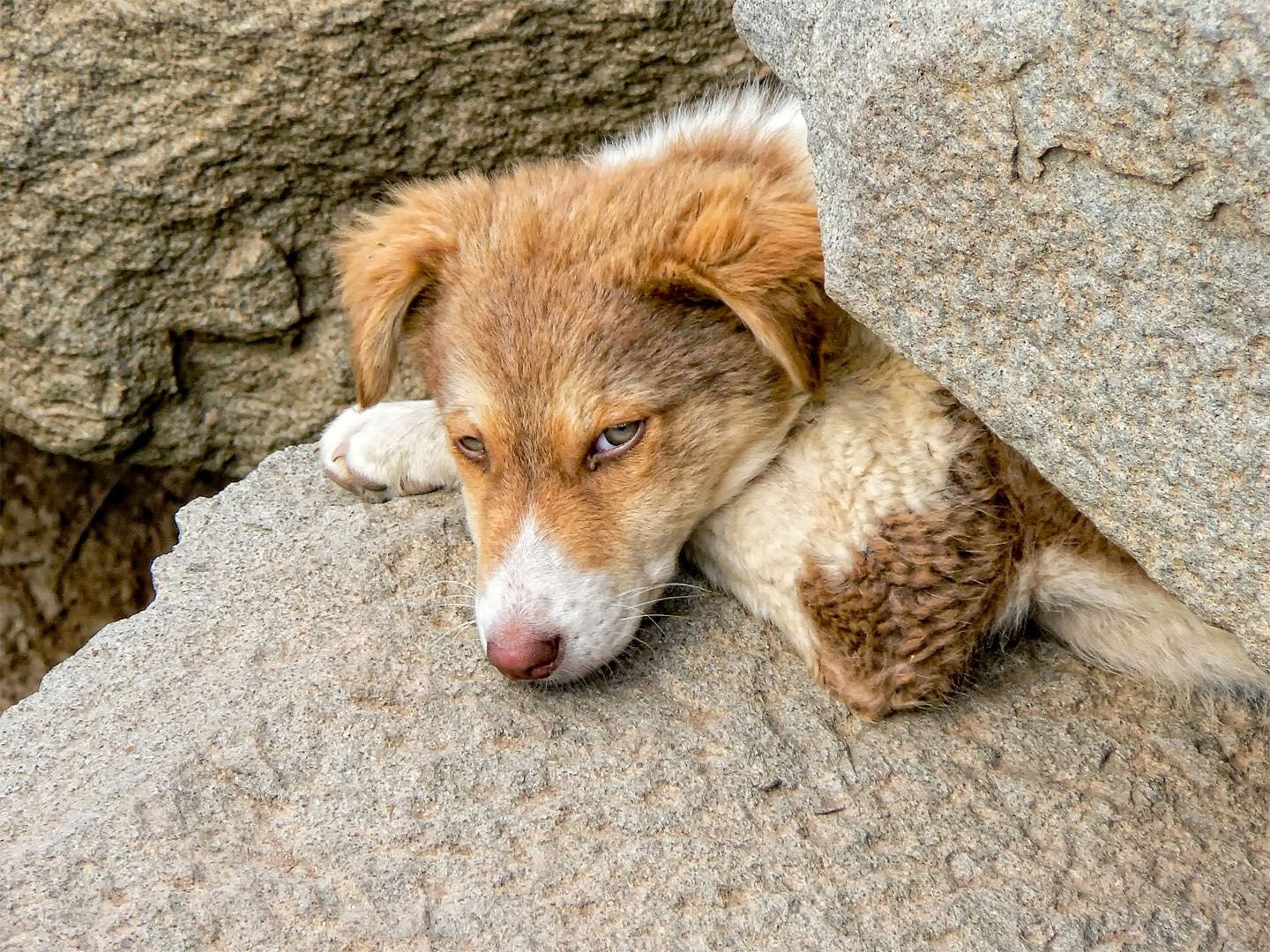 Собака – фотографии Эфиопии