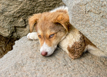 Собака – фотографии Эфиопии