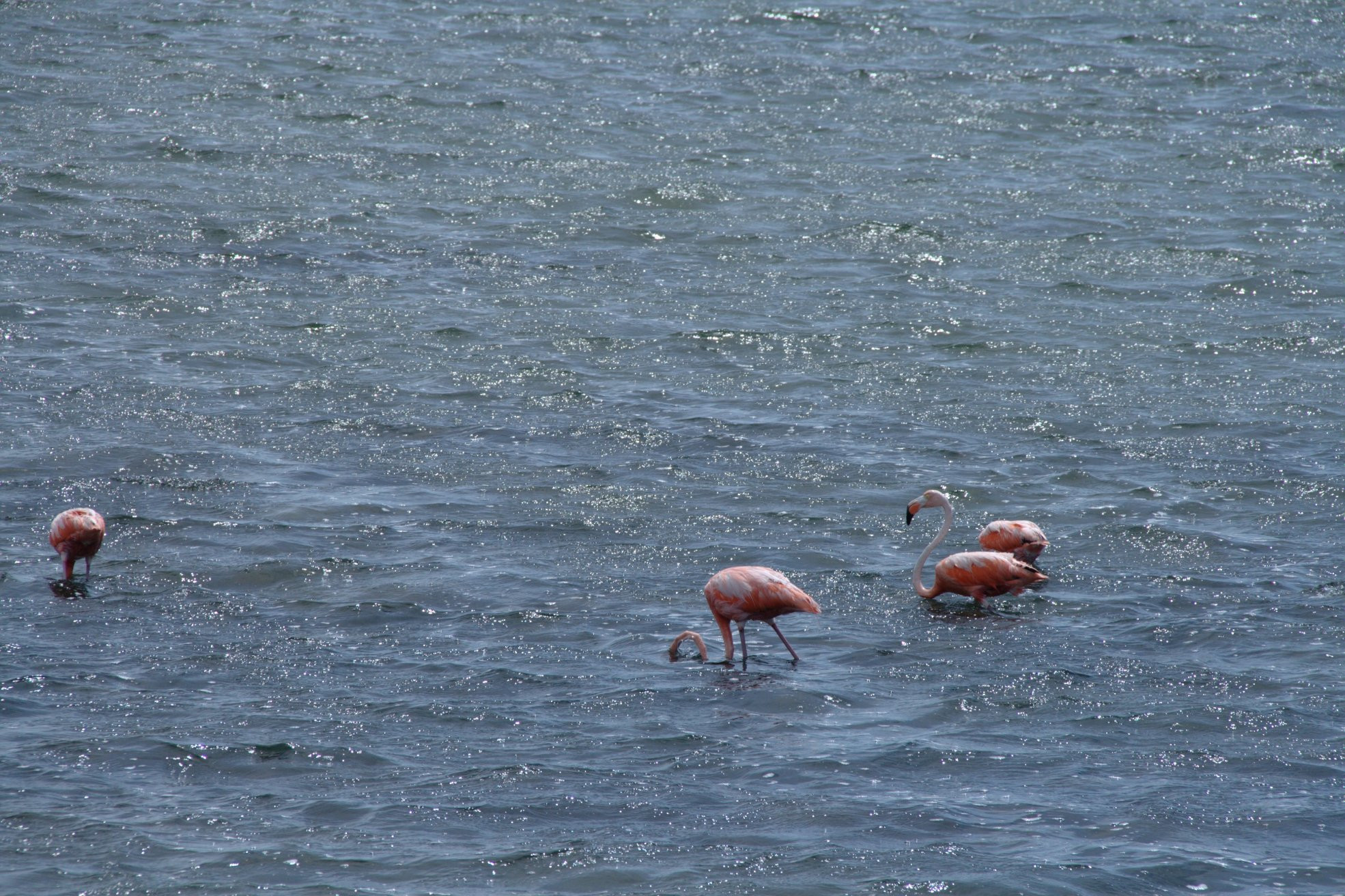 Море в Кайо-Гильермо, Куба. Фото 8 – фотографии Кубы