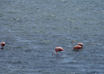 Море в Кайо-Гильермо, Куба. Фото 8 – фотографии Кубы