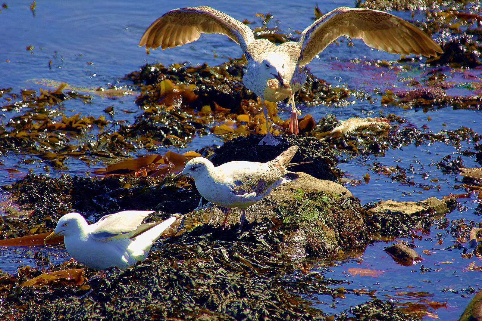 Ирландия, фото № 2559 – фотографии Ирландии