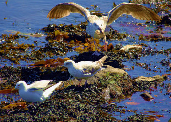 Ирландия, фото № 2559 – фотографии Ирландии