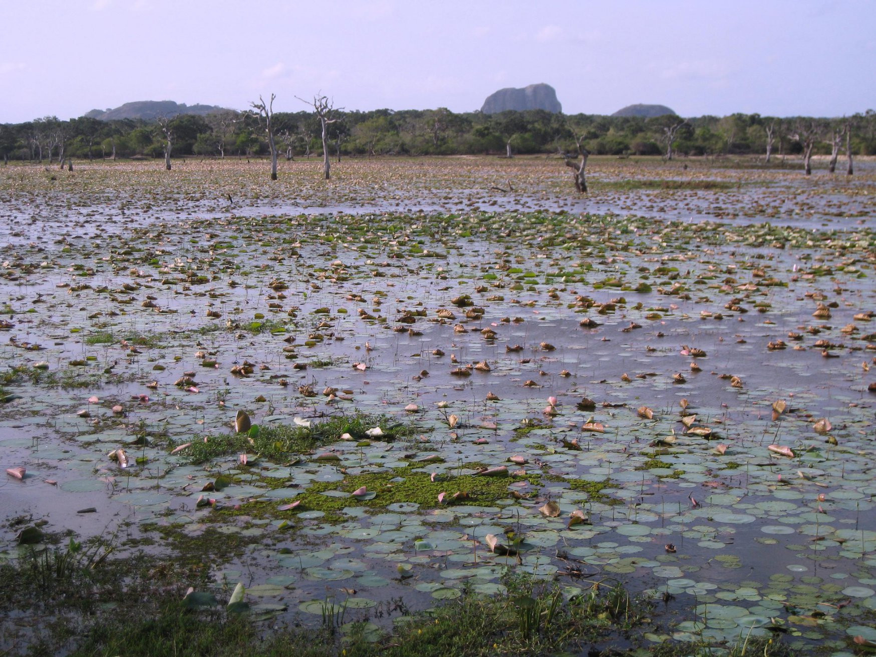 Яла Национальный Парк, Шри-Ланка, фото № 52699 – фотографии Шри-Ланки