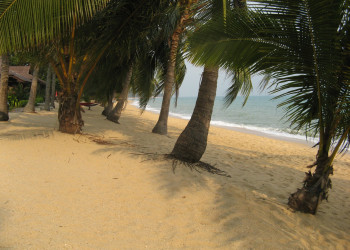 Пальмы на пляже в Маенам-Бич, Тайланд – фотографии Таиланда