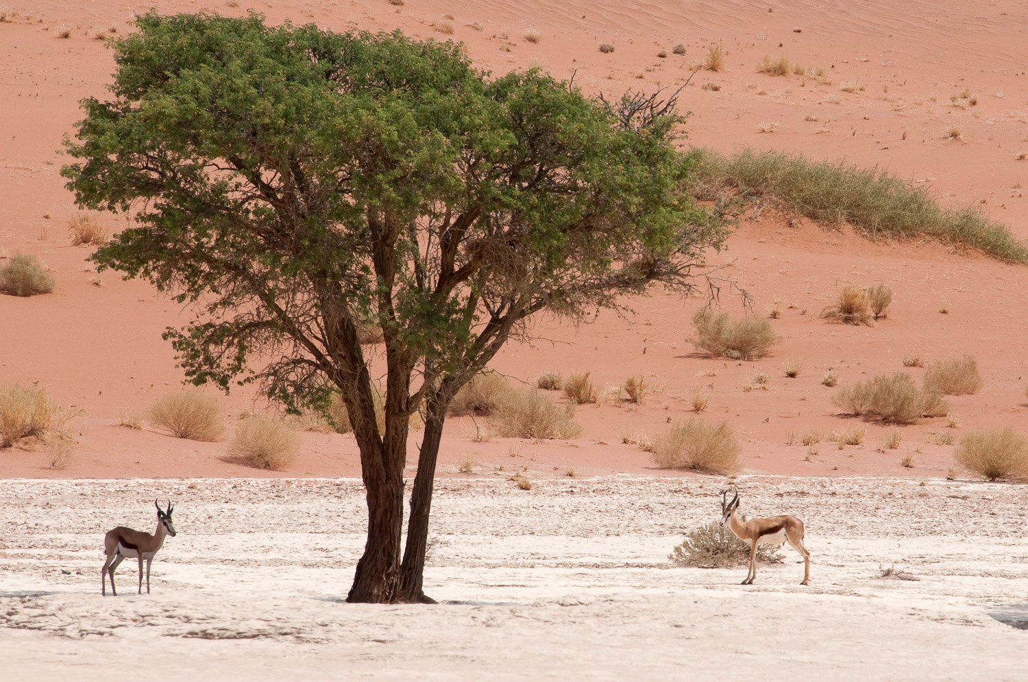 Намибия, фото № 5565 – фотографии Намибии