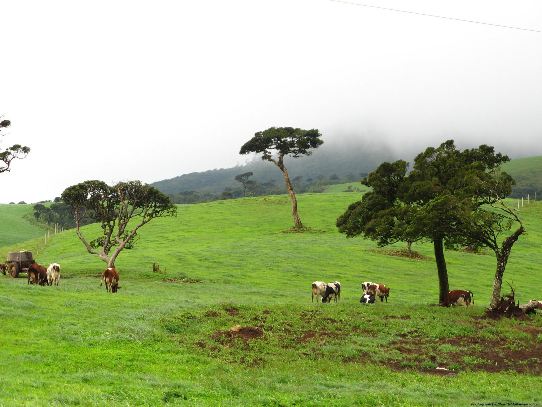 Нувара Элия, Шри-Ланка, фото № 52012 – фотографии Шри-Ланки