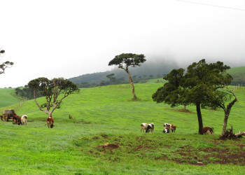 Нувара Элия, Шри-Ланка, фото № 52012 – фотографии Шри-Ланки