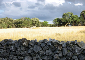 Природа на острове Лошинь, Хорватия. Фото 1 – фотографии Хорватии