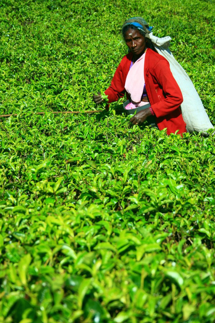 Шри-Ланка, фото № 2456 – фотографии Шри-Ланки